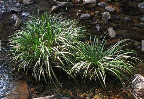 菖蒲的主要價值和功效 菖蒲如何儲藏