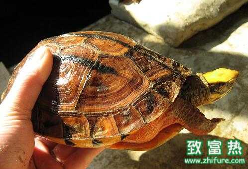 2017養金錢龜賺錢嗎？2017養金錢龜前景及市場價格行情分析 