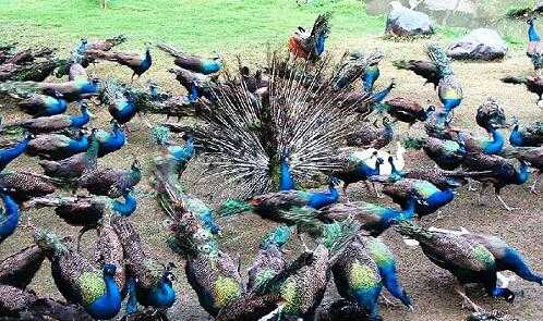 2017養孔雀賺錢嗎？2017養孔雀前景及市場價格行情分析