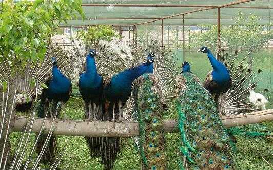 2017養孔雀賺錢嗎？2017養孔雀前景及市場價格行情分析