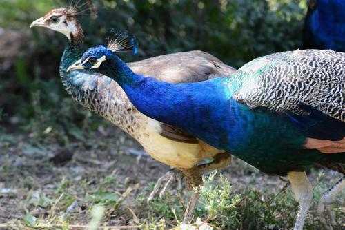 2017養孔雀賺錢嗎？2017養孔雀前景及市場價格行情分析