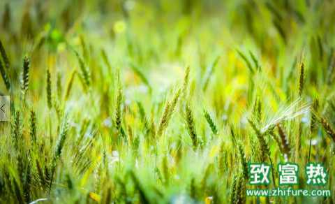 青稞的營養價值和功效 食用青稞的適宜人群