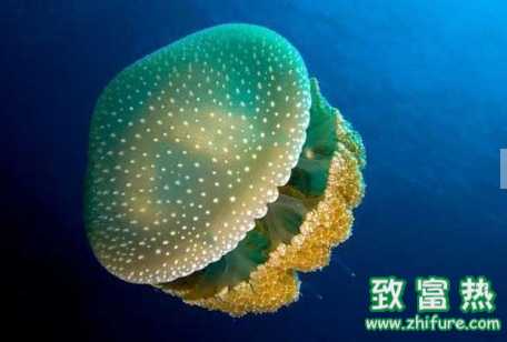 如何預防海蜇 被海蜇蟄傷后該怎么辦