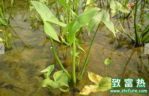 慈菇的營養價值和功效 慈菇的食用禁忌