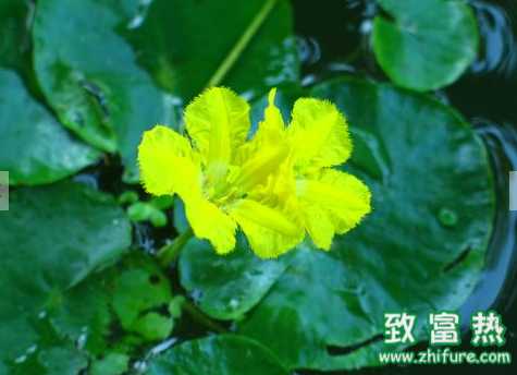 荇菜的主要用途 荇菜綠豆粥的做法