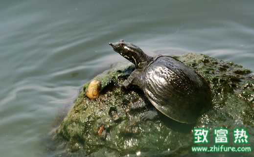 2017養(yǎng)甲魚賺錢嗎？2017養(yǎng)甲魚前景及市場價格行情分析