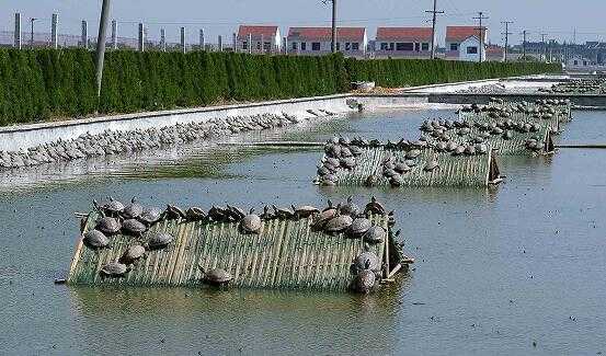 2017養甲魚賺錢嗎?2017養甲魚前景及市場價格行情分析