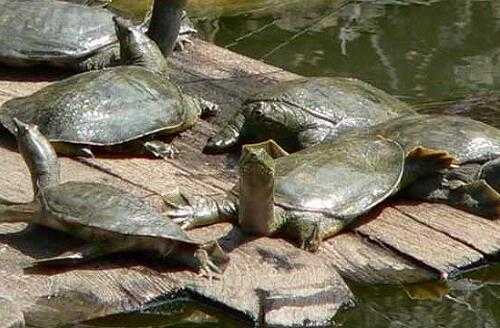 2017養甲魚賺錢嗎?2017養甲魚前景及市場價格行情分析