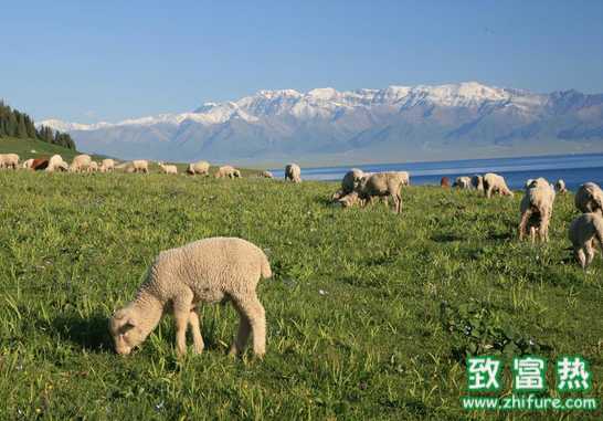 羊需要什么樣的營養