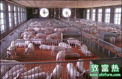 集約化養豬粗糧很重要