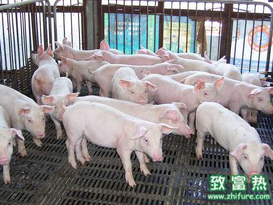 豬傳染病不斷復發的原因