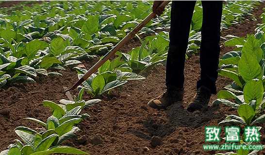 正確使用水溶肥