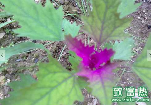 鷓鴣菜的功效 鷓鴣菜主治疾病有哪些