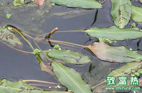 馬來子菜的價值