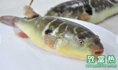 紅鰭東方鲀的生活習(xí)性 紅鰭東方鲀的營(yíng)養(yǎng)價(jià)值和功效