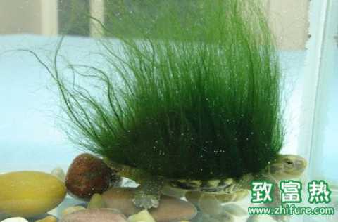 剛毛藻的生長習性 剛毛藻的分布范圍