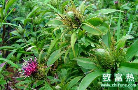 白術的用法和用量 炒白術的功效與作用