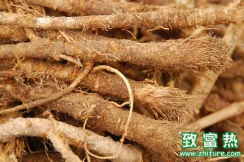 防風的功效與作用 防風的相關配伍