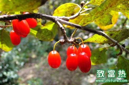 山茱萸的營養價值與功效 山茱萸可用作觀賞植物