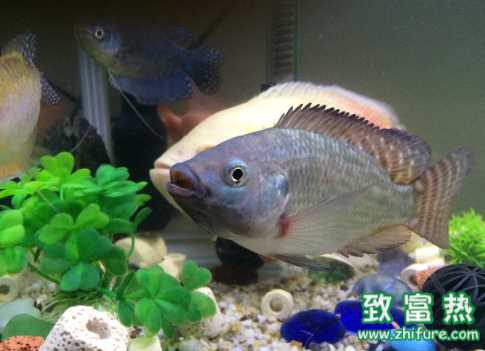 羅非魚的營養價值 羅非魚的做法