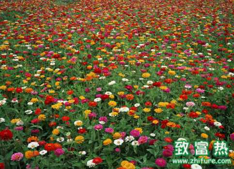 百日草的生長習性 百日草用于園林盆栽可以嗎