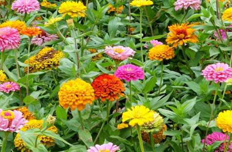 百日草的生長習性 百日草用于園林盆栽可以嗎
