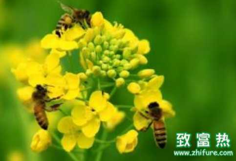 被蜂蟄了后該怎么辦