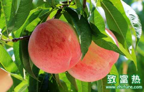 桃子的營養價值和食用技巧 桃子的適宜禁忌