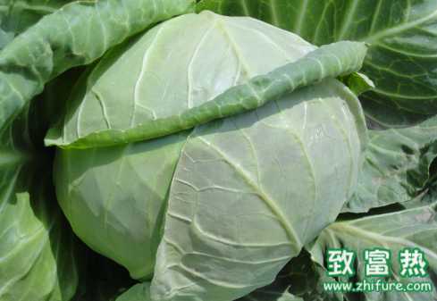 甘藍的營養價值和功效 甘藍的挑選方法
