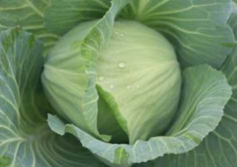 甘藍(lán)的營(yíng)養(yǎng)價(jià)值和功效 甘藍(lán)的挑選方法