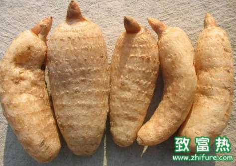 天麻的功效與作用 天麻做法介紹