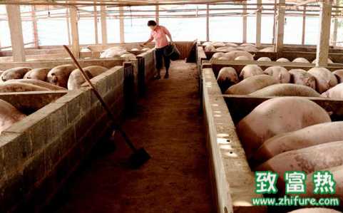 養豬不變的定律