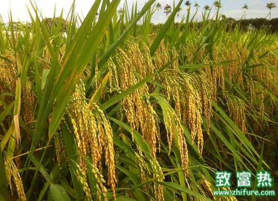種水稻曬田有什么講究