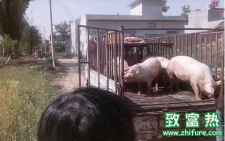 賣豬需謹(jǐn)慎! 