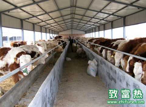 養殖肉牛的飼料需要注意什么