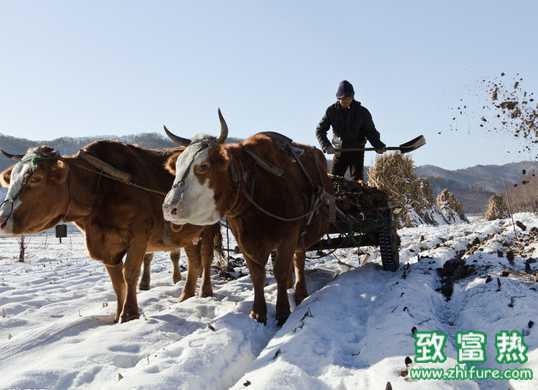 冬季牛常見疾病的診斷和預防