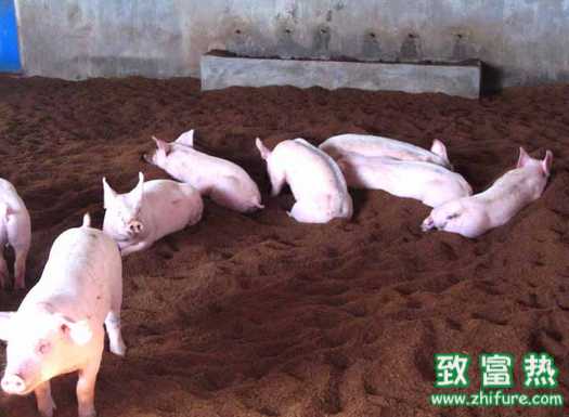 冬季豬舍應該注意什么