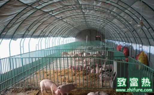 冬季給豬的御寒方式