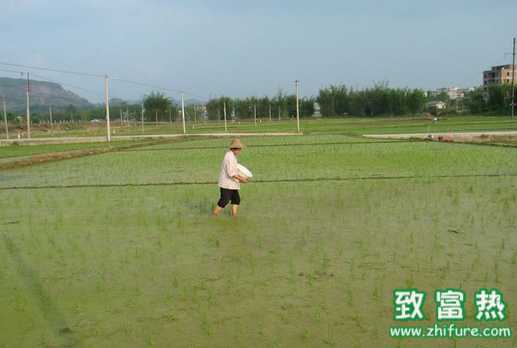 鋅肥施用的注意事項