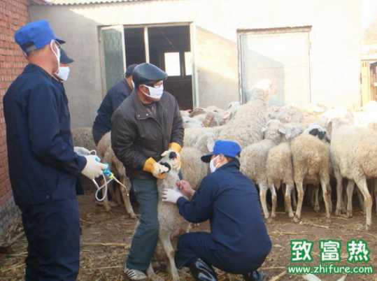 預防羊病的六大方法