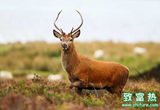鹿壞死桿菌病怎么防治