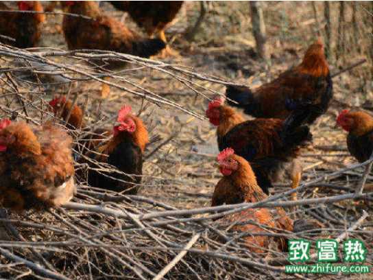 養雞散養戶應該怎么做
