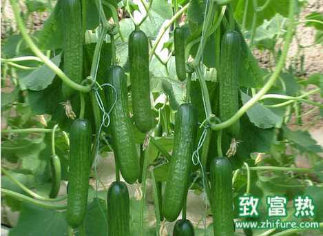 秋延遲黃瓜怎么種
