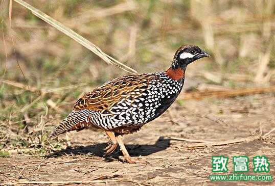 2017養鷓鴣賺錢嗎？2017養鷓鴣前景及市場價格行情分析