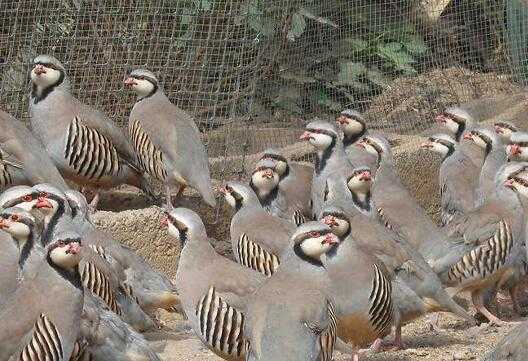 2017養(yǎng)鷓鴣賺錢嗎?2017養(yǎng)鷓鴣前景及市場(chǎng)價(jià)格行情分析