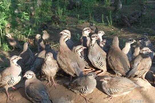 2017養(yǎng)鷓鴣賺錢嗎?2017養(yǎng)鷓鴣前景及市場(chǎng)價(jià)格行情分析