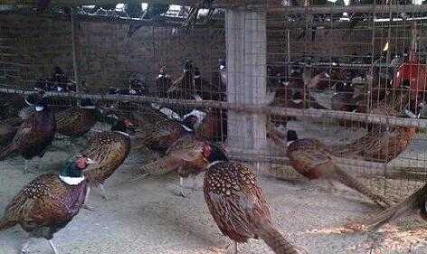 2017養(yǎng)鷓鴣賺錢嗎?2017養(yǎng)鷓鴣前景及市場(chǎng)價(jià)格行情分析