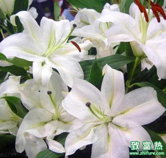 百合花的花語是什么？百合花可以放在室內養嗎？