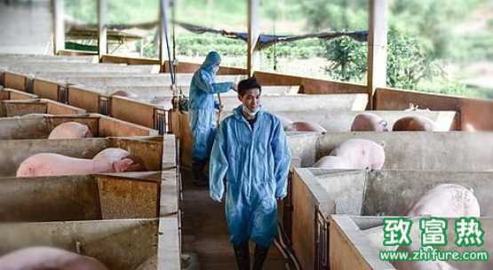 廣中醫學生回鄉養“中藥豬” 帶領村民脫貧致富