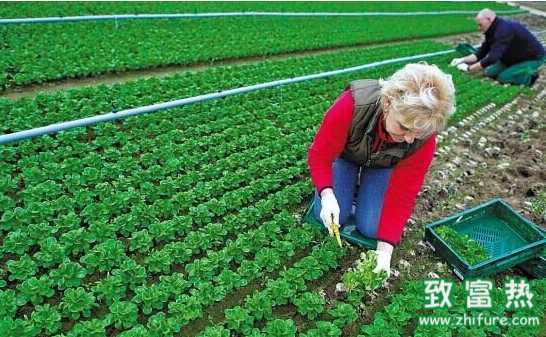 有機農業的驚天騙局
